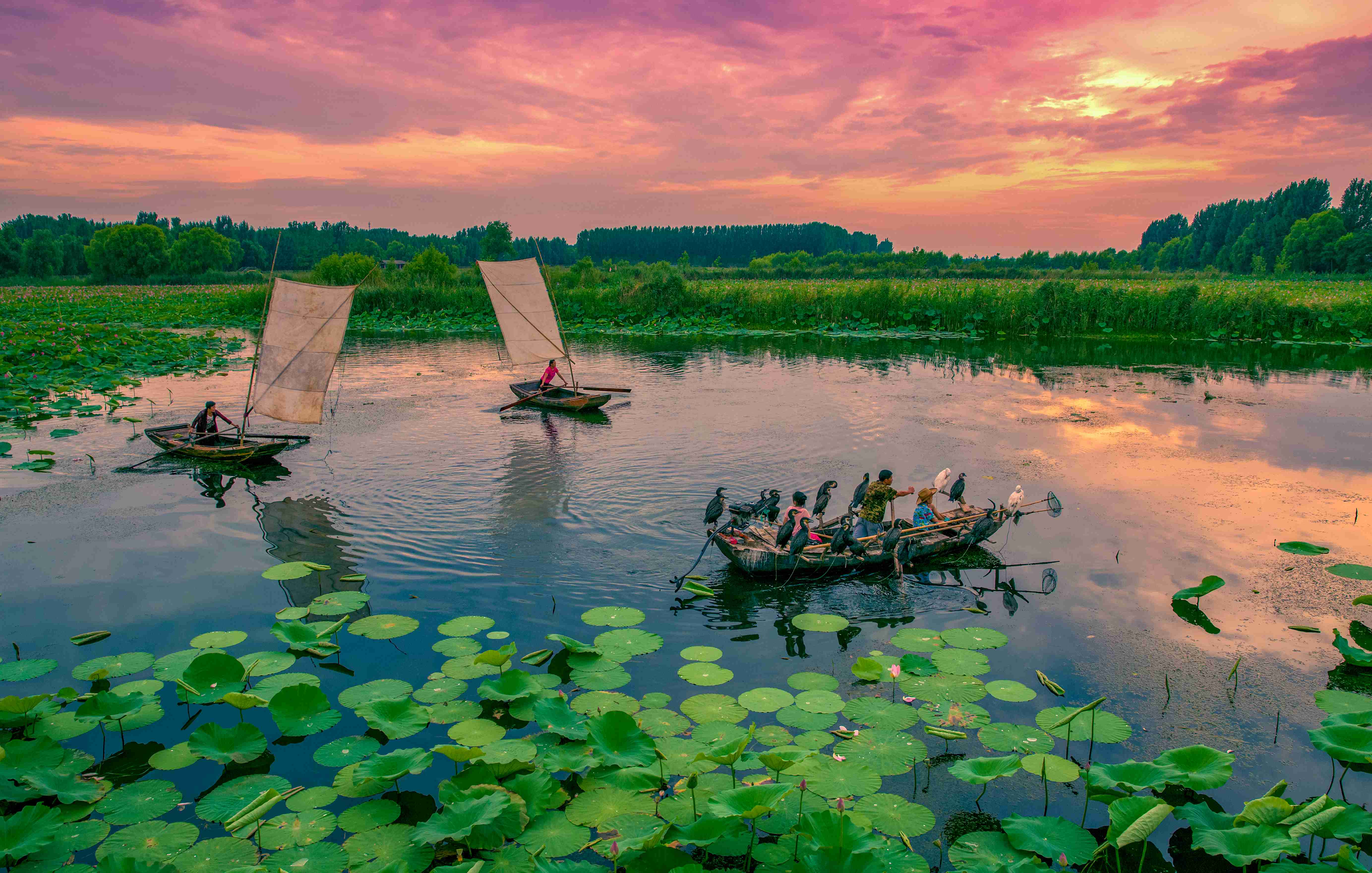 70-荷塘帆影(1) 70-荷塘帆影(1)