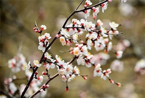 吃喝玩樂不遠(yuǎn)行，帶你一卡游濟(jì)寧！濟(jì)寧旅游惠民卡送您一個春天（附辦卡攻略）