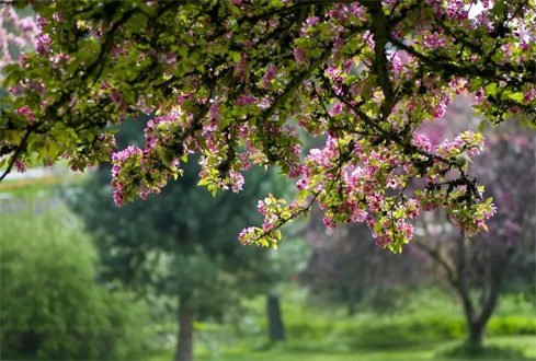 孔府：滿園春光繾流年！