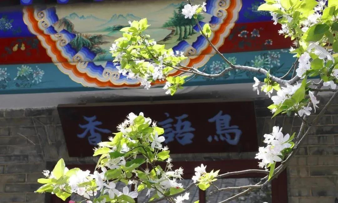 賞花地圖——最美三月天，帶你走進(jìn)濟(jì)寧的花花世界