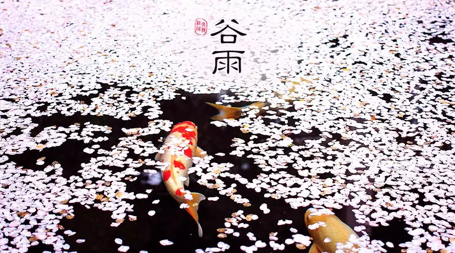 谷雨 | 春欲遠(yuǎn)，夏未至，人間最美四月天